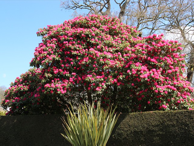 Lanhydrock - Rhododendrons